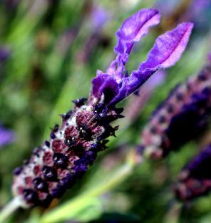 There are many forms of home fragrance.