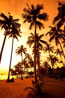 Tropical scenes add to seascapes