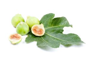 fig leaves