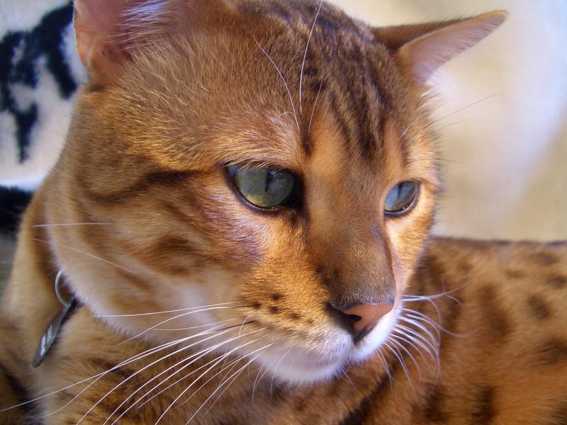 Stunning Bengal Cat Photos | LoveToKnow Pets