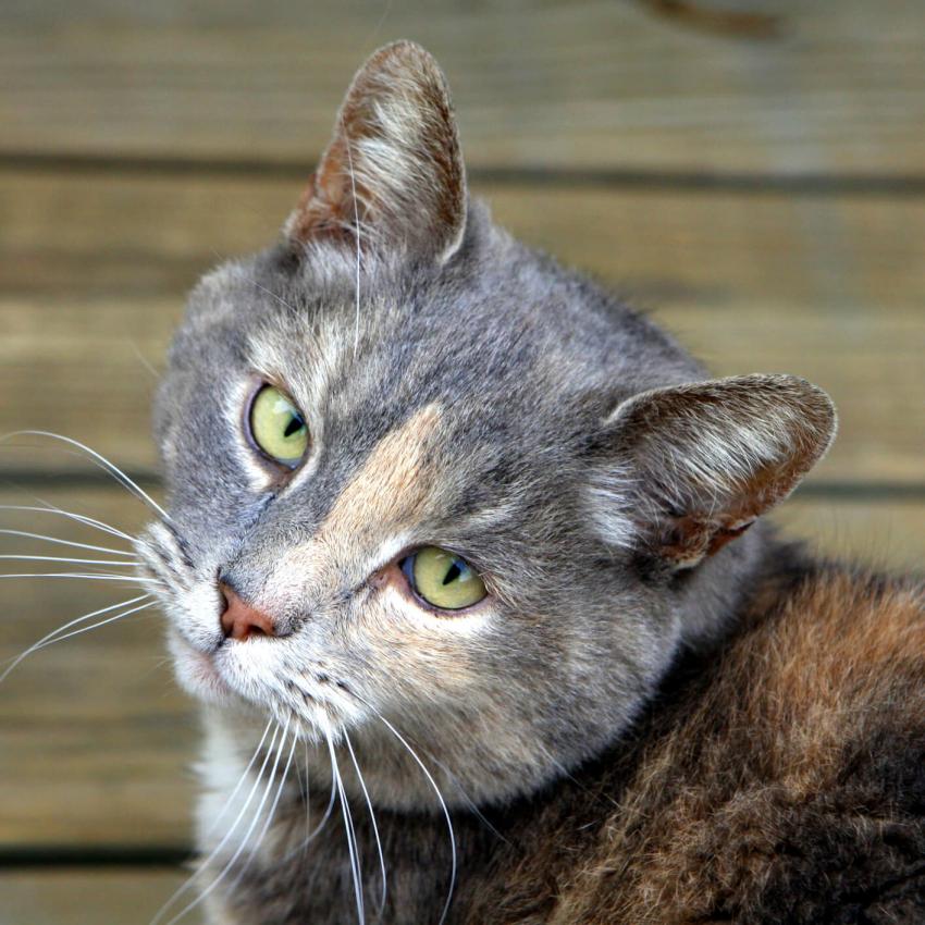 Adorable Calico Cat Pictures LoveToKnow Pets