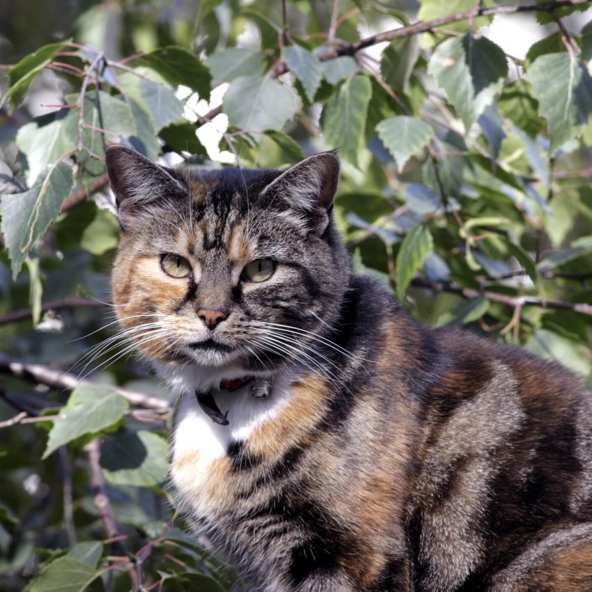 Tabby Cat Pictures of Different Breeds LoveToKnow Pets