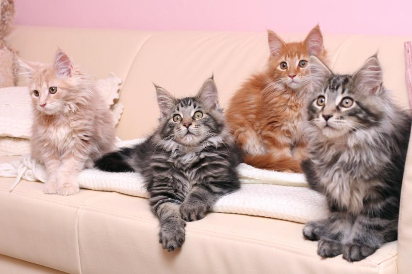 12 Maine Coon Cat Pictures That Show Off Their Purr-Sonalities