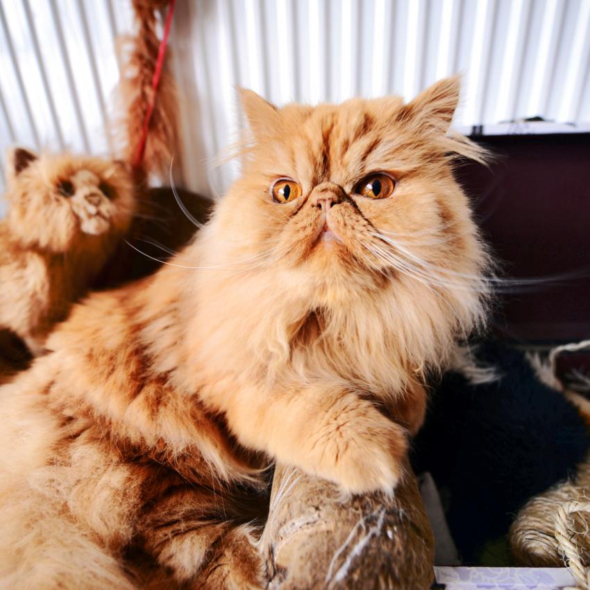 14 SmooshFaced Persian Cat Pictures That'll Get You Purring