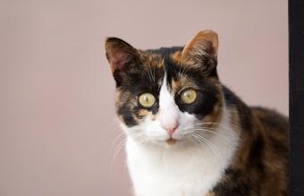 Portrait Of Calico Cat