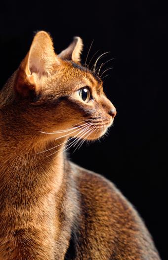 Purebred Ruddy abyssinian male cat