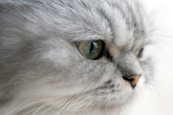 Close up of silver Persian cat