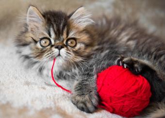 Tabby Persian kitten with yarn ball