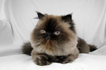 https://cf.ltkcdn.net/cats/cat-breeds/images/slide/321094-850x559-seal-point-peke-face.jpg