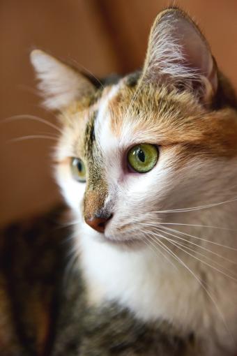 Headshot of an american wirehair cat's face