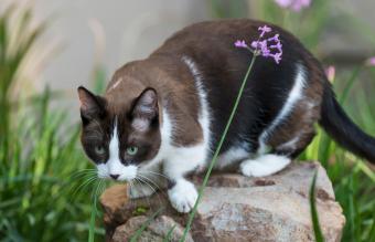 Munchkin cat relaxing in the garden