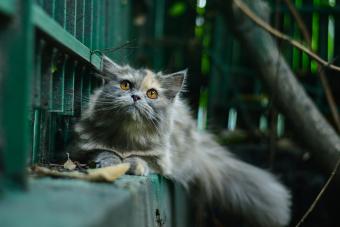 https://cf.ltkcdn.net/cats/cat-breeds/images/slide/321728-850x566-fascinating-persian-cat-facts.jpg