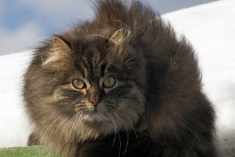 https://cf.ltkcdn.net/cats/cat-breeds/images/slide/321775-850x566-fascinating-persian-cat-facts-face.jpg