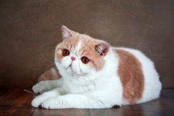 A beautiful exotic Shorthair cat lies on the brown background