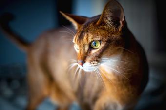 Abyssinian cat