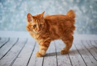 American bobtail kitten