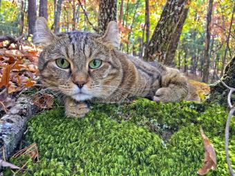 Beautiful Highland Lynx cat lying on a bed of moss surrounded by the colours of the fall leaves