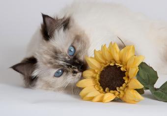 Pictures of Different Cat Breeds