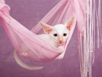 White Oriental kitten