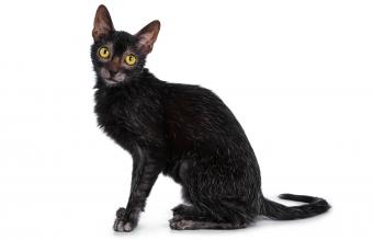 Black Lykoi cat kitten