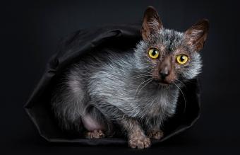 Lykoi werewolf cat