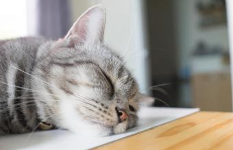 American short hair cat sleep