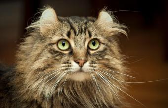 American Curl Cat