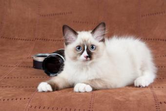 Mitted Ragdoll kitten