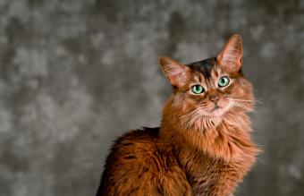 Somali cat portrait