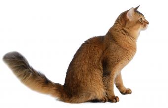 Somali cat sorrel color