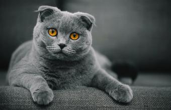 Scottish Fold