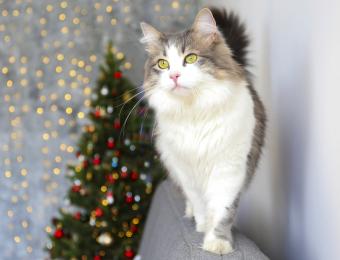 grey and white ragamuffin cat