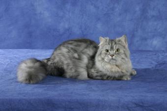 Silver tabby cat