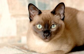 Tonkinese cat