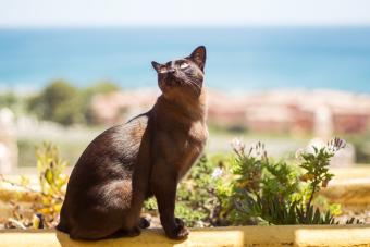 Burmese cat