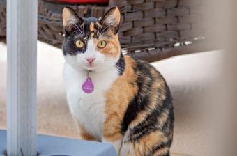 calico cat sitting on a porch