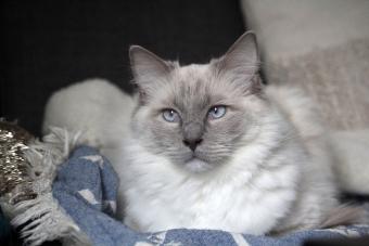 https://cf.ltkcdn.net/cats/cat-breeds/images/slide/345815-850x567-bluepoint-ragdoll-1307945718.jpg