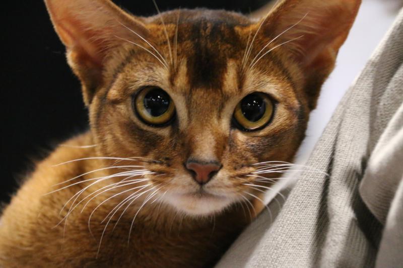 History and Facts About Abyssinian Cats LoveToKnow Pets