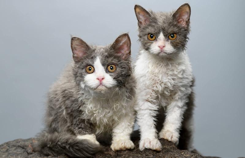 Selkirk Rex History, Facts, and Temperament LoveToKnow Pets