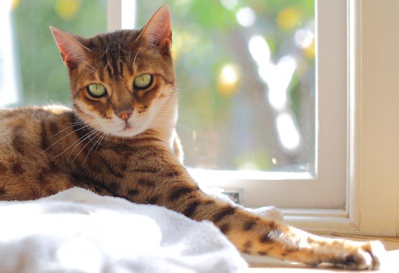 How Big Do Bengal Cats Get? LoveToKnow Pets