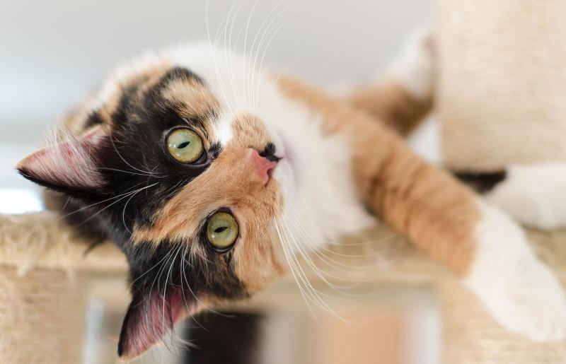 Fascinating Calico Cat Behavior and Personality Traits LoveToKnow Pets