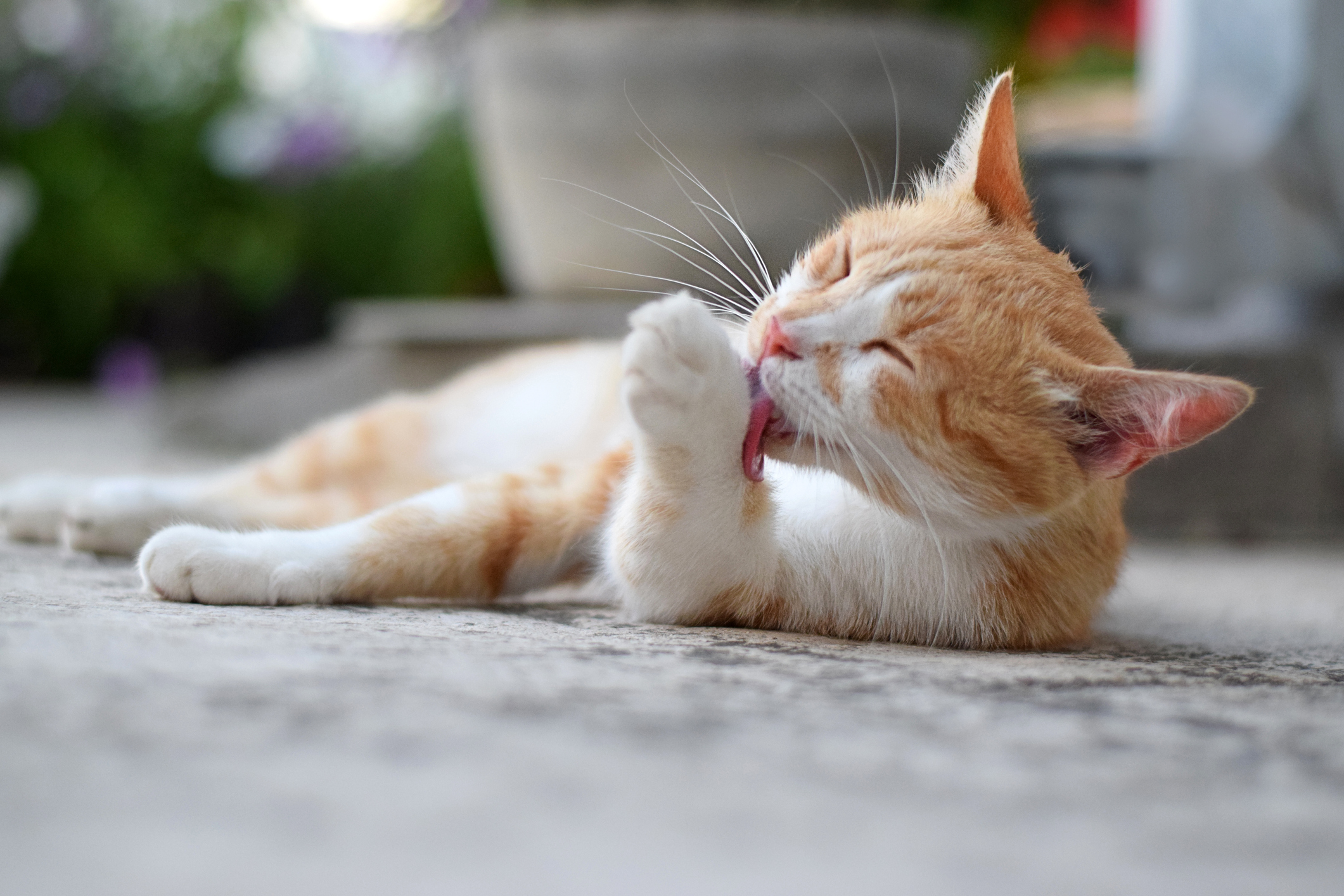 Cat Licking Worming Treatment