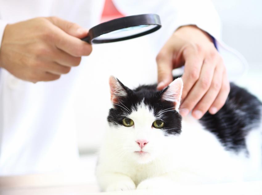 Cat Skin Problems You Shouldn’t Ignore LoveToKnow Pets