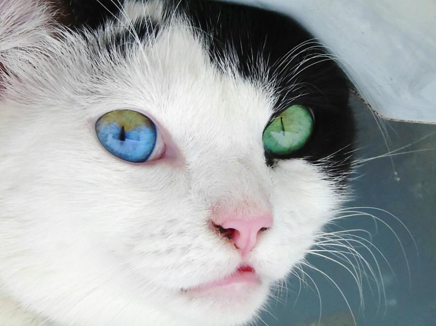 7 Beautiful Cat Eye Colors & How Rare They Are LoveToKnow Pets