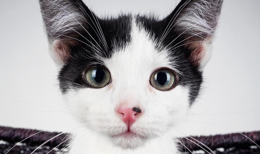 7 Beautiful Cat Eye Colors & How Rare They Are LoveToKnow Pets