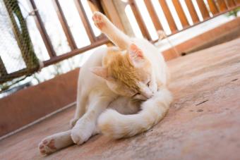 cat licking himself