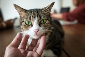 Anxious Cat With Owner