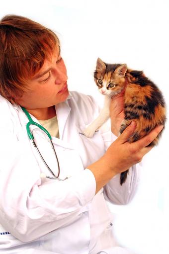 Veterinarian holding up calico kitten