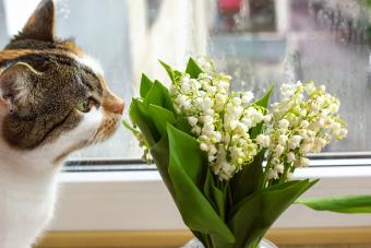 Calico cat sniffs bouquet