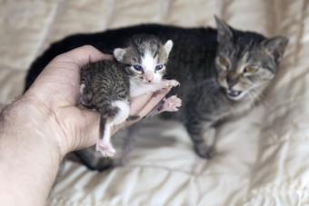 Hand holding kitten and showing it to cat mom